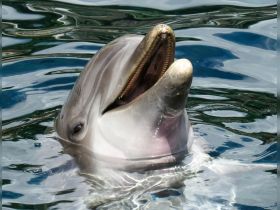 A close-up shot of a dolphin swimming gracefully in clear waters, showcasing its playful nature and beauty — a captivating moment for wildlife enthusiasts.
