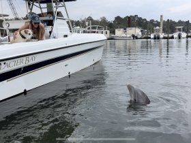 A woman and her dog interact with a curious dolphin near their boat, showcasing a delightful moment of human-animal connection in a serene marina setting.