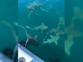 A thrilling underwater view of sharks swimming beneath the boat, showcasing an exciting wildlife encounter in clear waters.