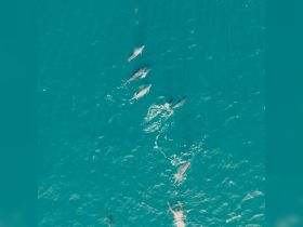 A breathtaking view of dolphins swimming alongside a person in crystal-clear waters, showcasing an unforgettable wildlife encounter.