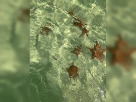 A serene underwater view showcasing multiple starfish resting on the sandy bottom, perfect for marine wildlife enthusiasts and snorkeling adventures.