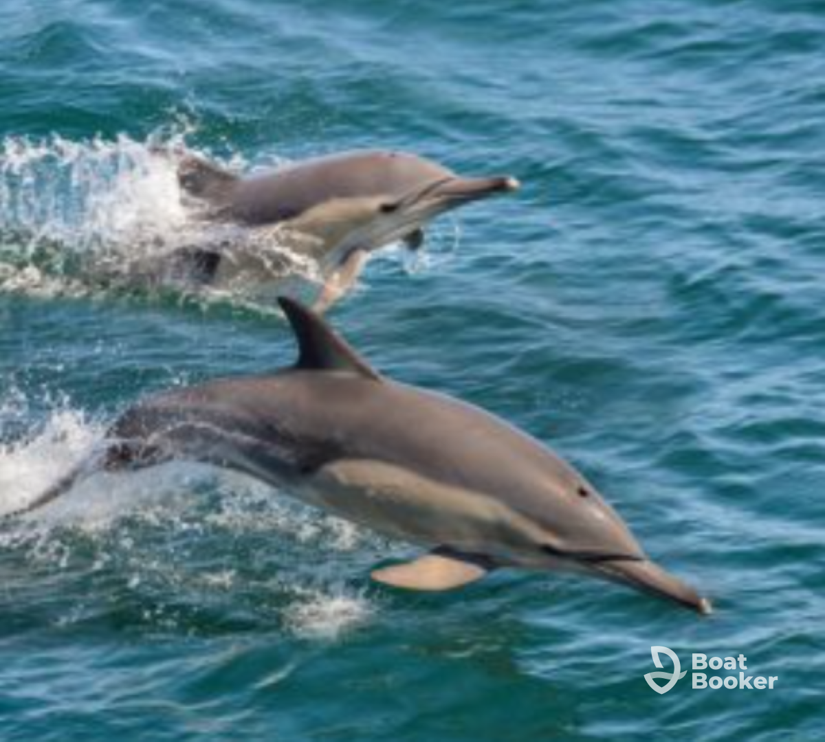 Private Dolphin Watch and Sunset Cruises