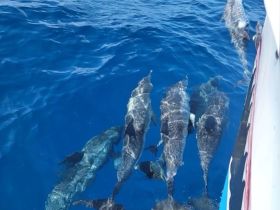 A captivating view of dolphins swimming gracefully in crystal-clear waters, showcasing the beauty of marine wildlife.
