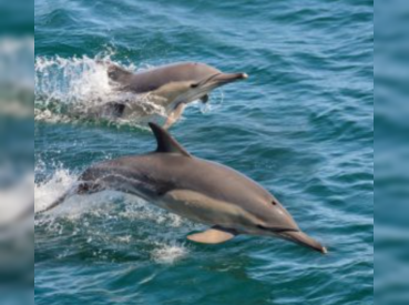 Private Dolphin Watch and Sunset Cruises