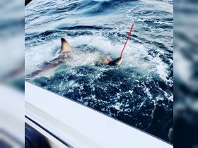 A close-up shot of a shark interacting with bait in the water, showcasing the thrill of marine wildlife encounters during fishing trips.