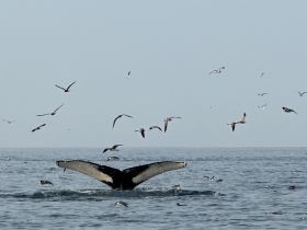 A stunning view of a whale's tail emerging from the ocean, surrounded by a flock of birds — a captivating moment showcasing marine wildlife in their natural habitat.