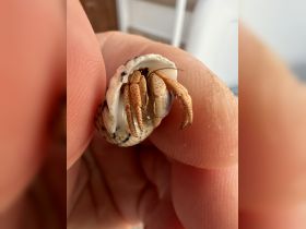 A close-up of a hermit crab peeking out from its shell, showcasing the intricate details of its claws and shell — a fascinating glimpse into marine wildlife.