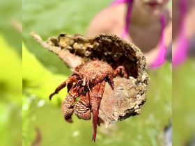 A close-up shot of a hermit crab being held, showcasing its vibrant colors and textures, with a person in the background enjoying the marine environment.