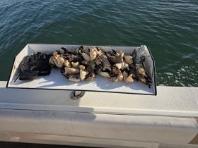 A collection of freshly caught crab claws displayed on a boat's measuring table, alongside a fishing glove — perfect for seafood enthusiasts and fishing trips.