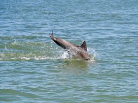 A playful dolphin leaps out of the water, showcasing its agility and grace in a vibrant aquatic setting — a captivating moment for wildlife enthusiasts.