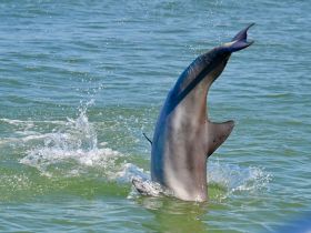 A stunning close-up of a dolphin leaping out of the water, showcasing the beauty of marine wildlife in its natural habitat.