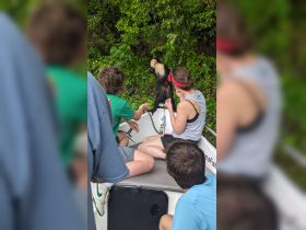 A group of people interacts with a monkey while on a boat, showcasing a unique wildlife encounter in a lush, green environment.