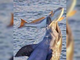 A stunning moment captured as dolphins leap from the water, showcasing their hunting skills while feeding on fish — a captivating display of wildlife in action.