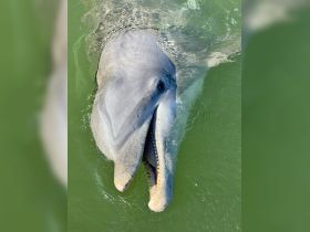 A close-up view of a dolphin swimming in clear waters, showcasing its playful nature and beauty — a captivating moment for wildlife enthusiasts.