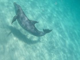 A graceful dolphin swims through crystal-clear waters, showcasing the beauty of marine wildlife in its natural habitat.