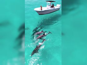 A playful encounter with dolphins swimming alongside a boat, showcasing the beauty of marine wildlife in crystal-clear waters.
