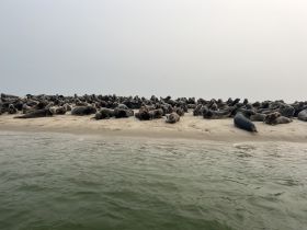 A large group of seals lounging on a sandy beach, showcasing the beauty of marine wildlife in their natural habitat.