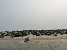 A large group of seals lounging on the beach, showcasing a serene wildlife moment in their natural habitat.
