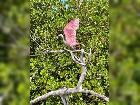 A stunning pink bird takes flight from a branch amidst lush mangroves, showcasing the vibrant wildlife found in coastal ecosystems.