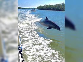 A dolphin leaps gracefully from the water alongside a boat, showcasing the beauty of wildlife encounters in a serene waterway.