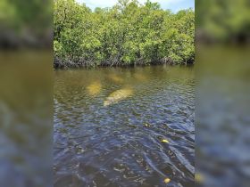 A serene view of a manatee swimming in shallow waters surrounded by lush mangroves, showcasing the beauty of wildlife in its natural habitat.