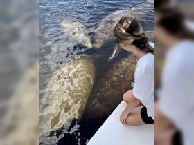 A woman observes manatees swimming close to the boat, showcasing a unique wildlife encounter in their natural habitat.