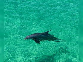 A dolphin gracefully swims through crystal-clear waters, showcasing the beauty of marine wildlife in its natural habitat.