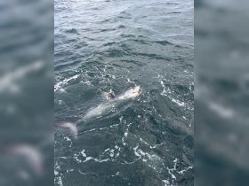 A close-up view of a shark swimming in the ocean, showcasing the thrill of deep-sea fishing adventures.