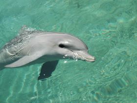 A close-up shot of a dolphin swimming gracefully in crystal-clear waters, showcasing the beauty of marine wildlife.