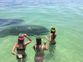 Three snorkelers interact with stingrays in crystal-clear waters, showcasing an unforgettable wildlife experience in a tropical paradise.