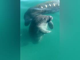 Two manatees gracefully swim together in clear waters, showcasing the beauty of marine wildlife encounters.