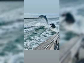 Two dolphins leap joyfully from the water, showcasing their playful nature in a stunning marine environment.