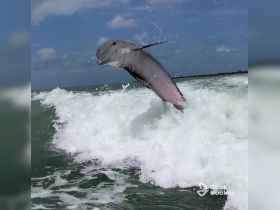 A stunning shot of a dolphin leaping through the waves, showcasing the beauty of marine wildlife in its natural habitat.