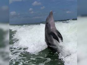 A stunning close-up of a dolphin leaping through the waves, showcasing the beauty of marine wildlife in its natural habitat.