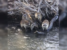 A group of raccoons gathers near the water's edge, showcasing their playful nature in a natural habitat — a delightful wildlife encounter.