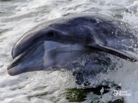 A stunning close-up of a dolphin swimming through the waves, showcasing the beauty of marine wildlife in its natural habitat.