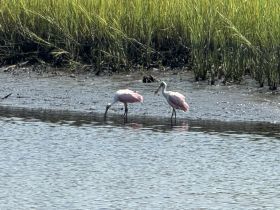 Two roseate spoonbills forage in shallow waters, showcasing their vibrant pink plumage against a backdrop of lush wetlands — a serene moment in nature.