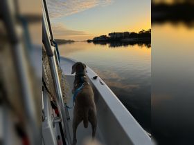 A serene sunset view from a boat featuring a dog enjoying the peaceful waters — a perfect moment for pet lovers and boating enthusiasts.