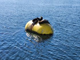 A seal relaxes on a buoy in calm waters, showcasing the serene wildlife experience often found in coastal areas.
