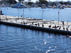 A variety of birds, including cormorants and herons, perched on a dock, showcasing the vibrant wildlife often found in marina settings.