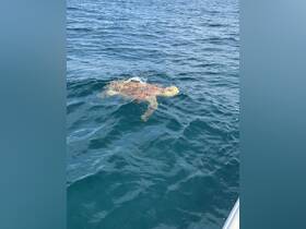 A beautiful sea turtle swims gracefully in the clear blue waters, showcasing the stunning marine wildlife often encountered during boating adventures.