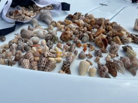 A vibrant collection of seashells displayed on a boat surface, perfect for beachcombing enthusiasts and marine life lovers.
