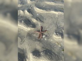 A close-up view of a starfish resting on the sandy seabed, showcasing the beauty of marine wildlife in its natural habitat.