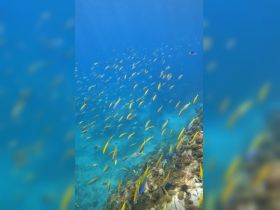 A vibrant underwater scene showcasing a school of colorful fish swimming near coral, perfect for marine life enthusiasts and snorkeling adventures.