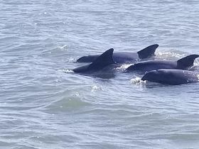 Our Friends stopping by