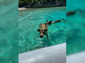Two pigs swim in the crystal-clear waters, showcasing a unique wildlife experience in the Bahamas — a must-see for animal lovers and adventure seekers.