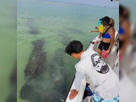 A group of excited guests observes manatees swimming beneath their boat, capturing a memorable wildlife encounter in the clear waters.