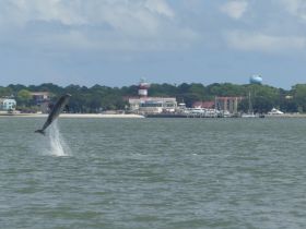 A dolphin leaps gracefully out of the water, showcasing its playful nature against a scenic coastal backdrop — a perfect moment for wildlife enthusiasts.