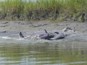 A group of dolphins is seen feeding in shallow waters, showcasing a captivating moment of wildlife interaction in their natural habitat.