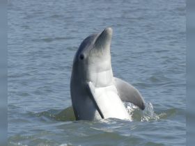 A playful dolphin breaches the surface of the water, showcasing its grace and beauty — a captivating moment in marine wildlife observation.